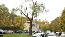 Pabudę nuo pjūklo keliamo triuk&scaron;mo, Auk&scaron;taičių gatvės gyventojai i&scaron;vydo savo kieme it malką apgenėtą didelį žaliavusį medį.