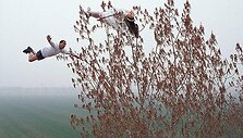 Daugumoje nuotraukų Li Wei yra vaizduojamas realiame gyvenime neįmanomose situacijose įvairiose Kinijos ir Hong Kongo vietose. 