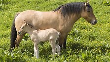 Ponis