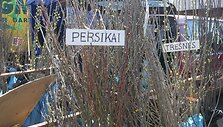 Įsibėgėjant sodo darbams, pagreitį įgavo ir prekyba įvairių augalų sodinukais. 