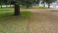 Luki&scaron;kių aik&scaron;tė atrodo kaip rudenį.