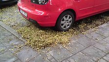Kiemsargiai nuolat krentančius lapus vos spėja &scaron;luoti.