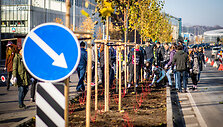 Vilniaus Konstitucijos prospekte &ndash; medžių sodinimo talka