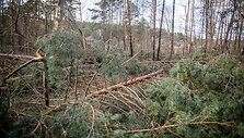 Stipraus vėjo padariniai Vilniaus mieste ir apylinkėse