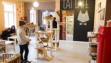 Vilniuje duris atvėrė kačių kavinė - lankytojams kompaniją palaiko net 9 murkliai.