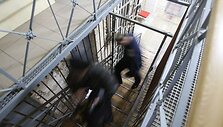 Pasivaik&scaron;čiojimas po Luki&scaron;kių kalėjimą