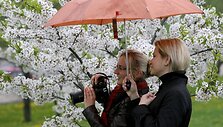 Sakurų atsodinimas