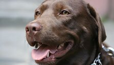 Gyvūnų mylėtojai bandė dar kartą atkreipti dėmesį į namų neturinčius augintinius