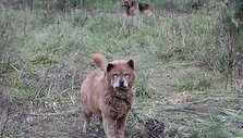 Nelaimingi keturkojai sulaukė žmonių pagalbos.