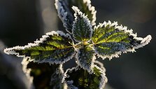 Pageltusią gamtą nelaisvėn ima rytinis &scaron;altukas