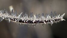 Pageltusią gamtą nelaisvėn ima rytinis &scaron;altukas