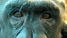 Berlyno zoologijos sodas &ndash; vienas lankomiausių turistų objektų