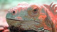 Berlyno zoologijos sodas &ndash; vienas lankomiausių turistų objektų