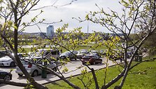 Vilniečiai su nekantrumu laukia sakurų žiedų sprogimo