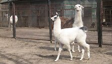 Lamiukas