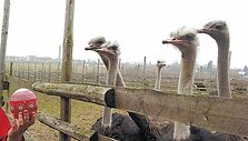 Stručiai &ndash; smalsūs pauk&scaron;čiai