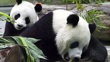 Pandos Tuan Tuano ir Yuan Yuan 