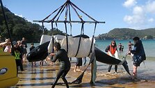 Naujojoje Zelandijoje gelbėti tenka ne tik delfinus &ndash; banginiai taip pat i&scaron;plaukia į sausumą.