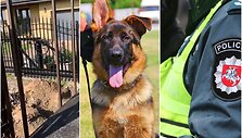 Kaimynų kova dėl &scaron;uns laikymo vietos: prireikė ir policijos vizito