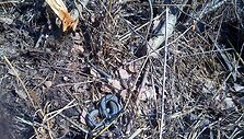 Žalčiai nei&scaron;sigando jų pasižiūrėti atėjusių smalsuolių ir ramiai &scaron;ildėsi pavasarinėje saulėje.