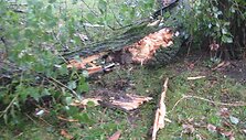 Klaipėdoje siautėjęs vėjas vartė medžius, tvoras, sutrikdė uosto darbą, apniokojo prekybos centrus.