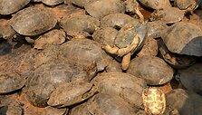 Kambodžoje pareigūnai sulaikė 570 kilogramų kontrabandos &ndash; 102 vėžlius ir 17 pitonų. 