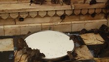 Vietiniai &scaron;neka, kad &scaron;ventykloje gyvena tik trys baltos žiukės, o visos kitos pilkos, rudos arba juodos.