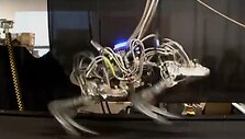 DARPA keturkojis robotas pasiekė greičio rekordą. 