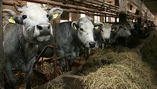 Jei Nyderlandų profesoriui pasiseks, jo i&scaron;radimas gali pakeisti visą mėsos gamybos industriją. 