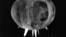 Operacijos &bdquo;Tumbler-Snapper&ldquo; metu 1952-aisiais susprogdinta 1 kilotonos atominė bomba.