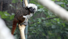 Jaunikliai zoologijos sode
