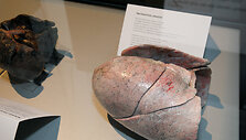 &bdquo;Body Worlds&ldquo; paroda