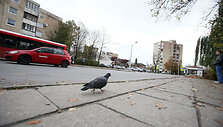 Kauno stotelės