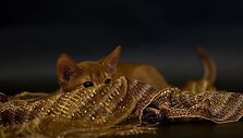 Abisinijos