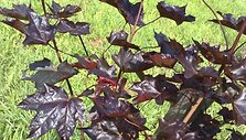 Vienas i&scaron; pavogtų medelių - raudonlapis paprastasis klevas.