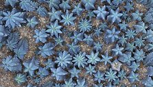 Fred Lebain nuotrauka "Cactus 2005"