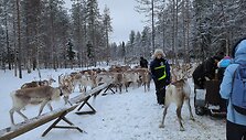 Birutės, Edgaro, Skomanto ir Medeinos kelionė į Laplandiją