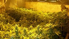Kanapių plantacija ve&scaron;ėjo Kai&scaron;iadorių rajone esančiame vienkiemyje