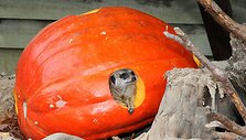 Moliūgų mėgėjas Rygos zoologijos sode