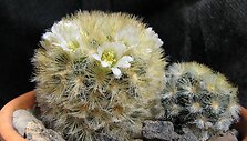 Mammillaria Carmenae