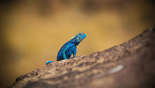 Agama