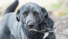 Namų sargas