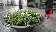 Iki vasaros na&scaron;laitės žydės beveik 200-uose Vilniaus gėlinių.