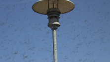 Specialistai ramina, kad &scaron;ie uodai žmonėms pavojaus nekelia. 2011 m. gegužės 11 d.