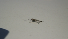 Uodai trūkliai &scaron;iomis dienomis paplito po visą marių pakrantę. 2011 m. gegužės 11 d.