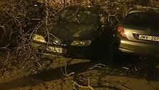 Klaipėdoje per audrą virto medžiai.