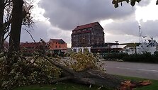 Stiprus vėjas Klaipėdoje laužė medžius.