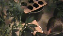 &Scaron;iluti&scaron;kiai buvo užveisę narkotikų plantaciją.