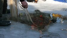 Nidoje prisimintas senovinis stintų gaudymo būdas