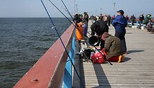 Palangoje žvejai traukia grundalus
